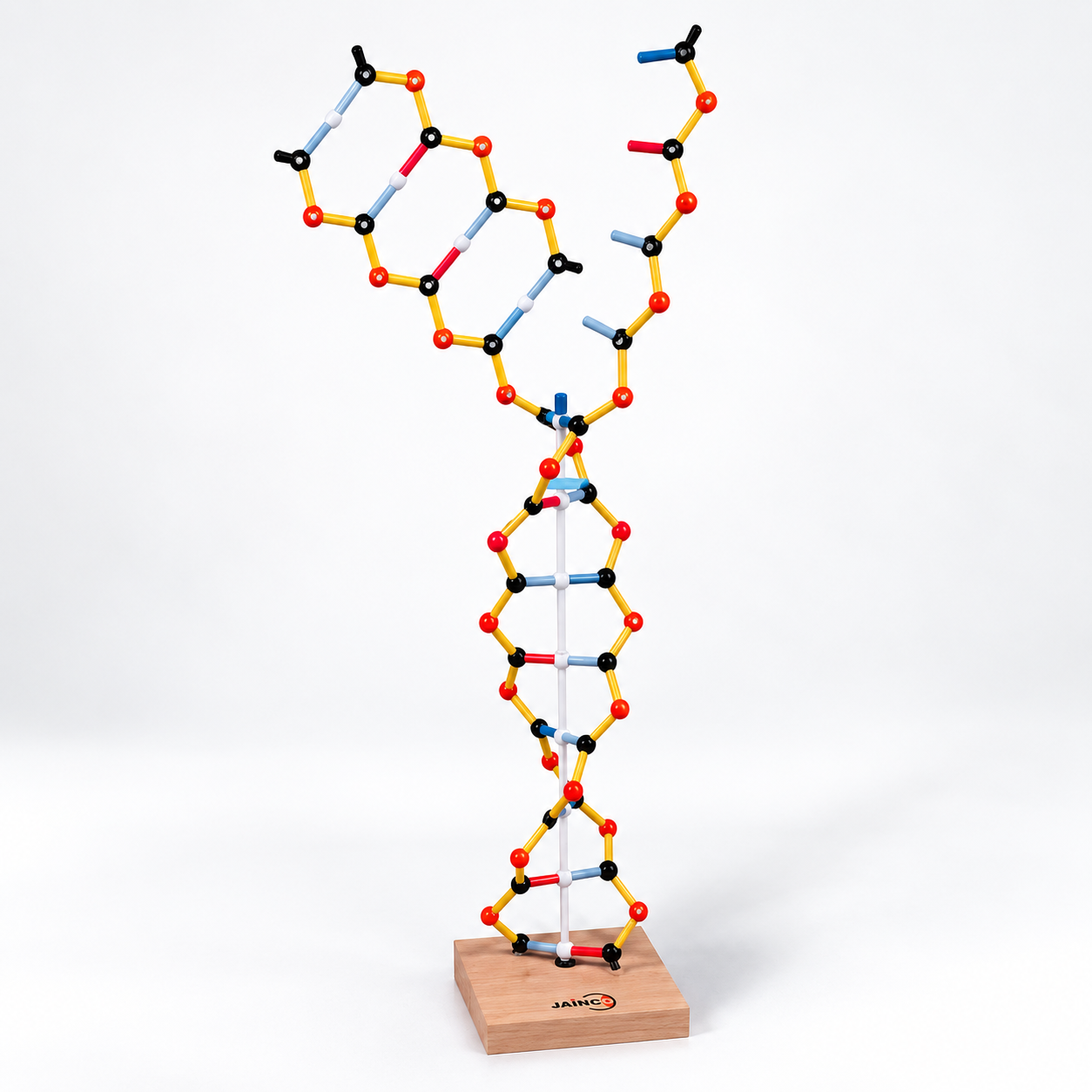 RNA Model